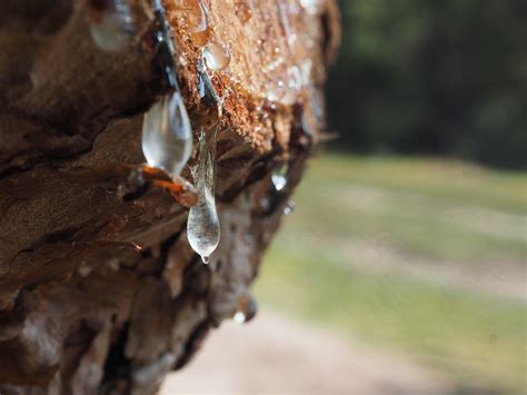 Pine Sap Globule Free Photo On Pixabay Pixabay