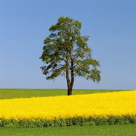 Lime Tree And Rapeseed Canola Or Colza Field Stock Photo Image Of