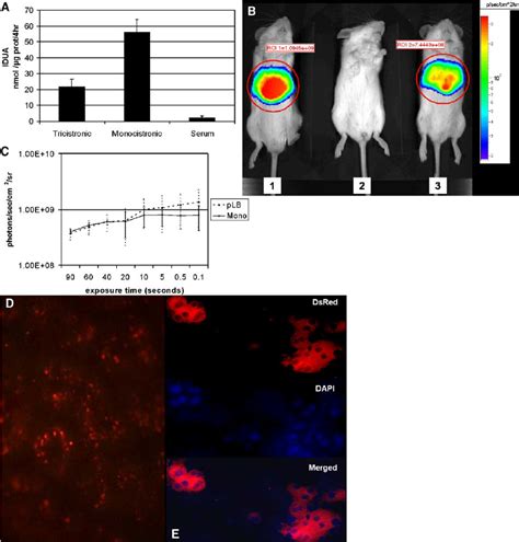 Tricistronic Versus Monocistronic Vector Gene Expression Nod Scid Mice