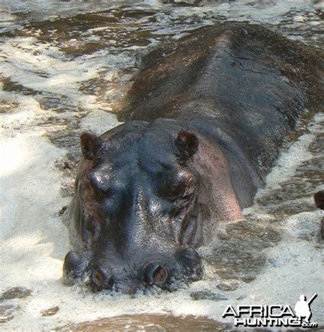 The Hippopotamus & Hippopotamus Behaviour | AfricaHunting.com