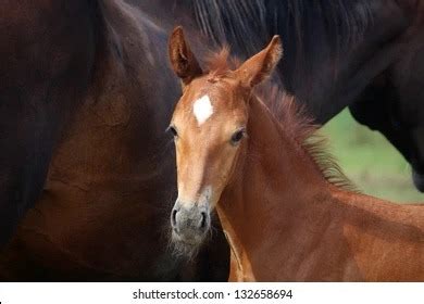 Vet Equine Flashcards Quizlet