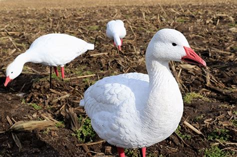 Prairiewind Decoys FREE SHIPPING AXP Full Body Snow Goose Decoys