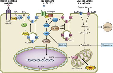 Mechanisms Whereby Brown And Beige Adipocytes Take Up And Utilize