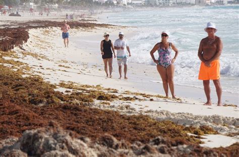 Sargazo A Niveles “excesivos” Provocó Cierre De Playas En Quintana Roo Infobae