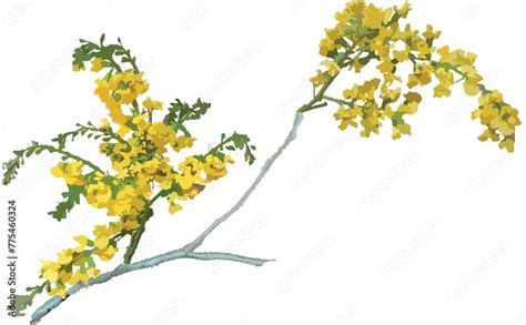 Beautiful Yellow Flowers Of Padauk Flower With White Background The