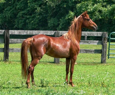 303 Best Images About Horse Colors Chestnut Sorrel On Pinterest