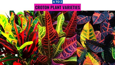 Croton Plant Varieties