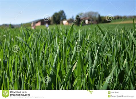 Close Up Of Spring Meadow With Green Grass Blue Sky Village Stock Image Image Of Light Back