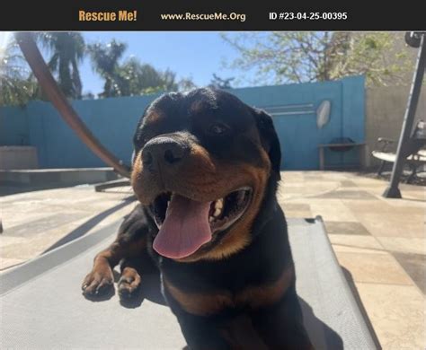 Adopt 23042500395 ~ Rottweiler Rescue ~ Gilbert Az