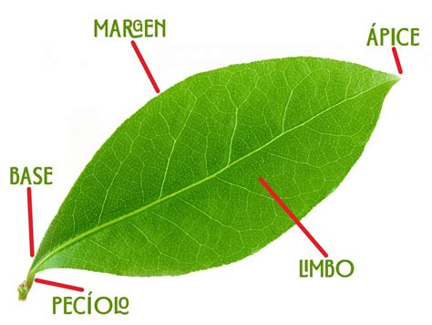 Hoja Lanceolada Concepto Y Ejemplos De Plantas Con Ella