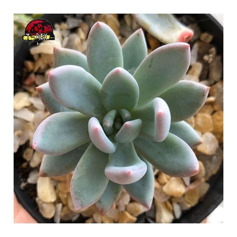 Pachyveria Powder Puff Planta Suculenta Exuberante Para Adicionar