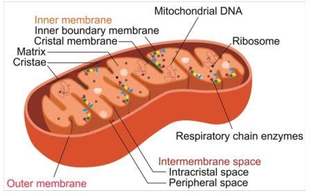 Week Sexual Dimorphism Of Gut Microbiome And Mitochondria Fertility