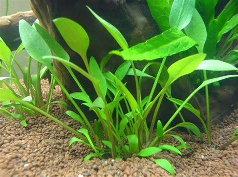 Buy 2 Get 1 Free Cryptocoryne Crypt Lucens Live Aquarium Plants Ebay