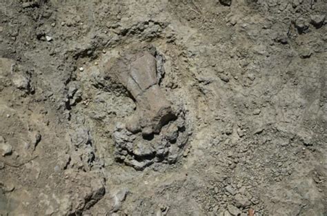 Ancient Pygmy Hippo Fossils Discovered on Crete - GreekReporter.com