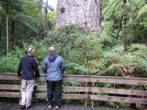 Kauri The Trees And Flowers Of Whangarei