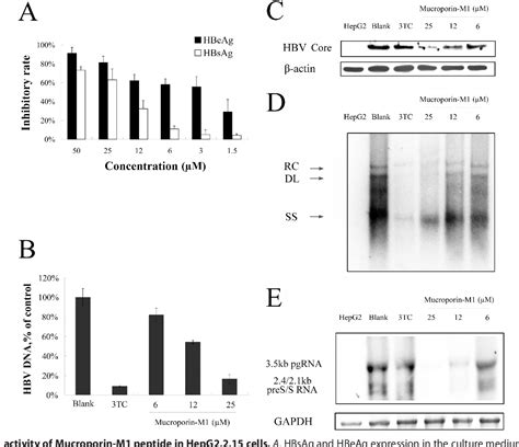 Figure From Mucroporin M Inhibits Hepatitis B Virus Replication By