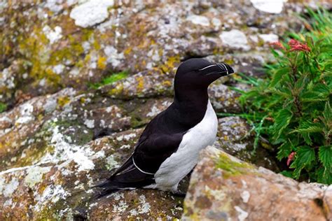 Razorbill | Bird Identification Guide | Bird Spot