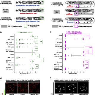 Preventing SPO-11 function in later stages abrogates chiasmata... | Download Scientific Diagram