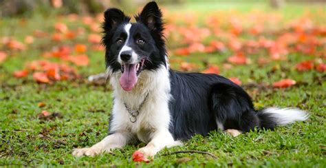 Border Collie Breed Guide Lifespan Size And Characteristics