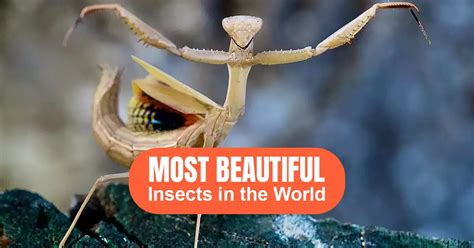 30 Most Beautiful Insects In The World Factend