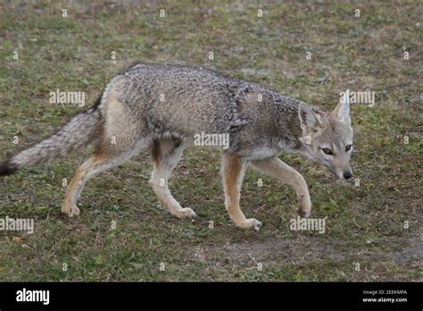 Zorro Pampas Fotograf As E Im Genes De Alta Resoluci N Alamy