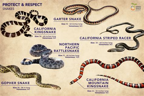 3 Types Of Kingsnakes In California Id Guide Nature Blog Network