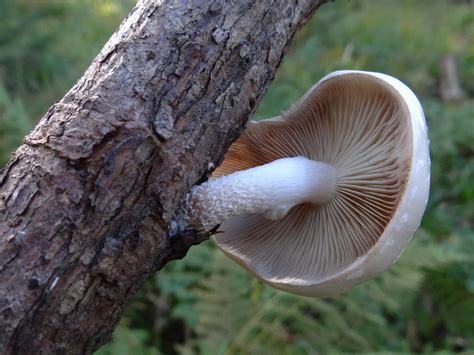 Pleurotus Dryinus The Ultimate Mushroom Guide