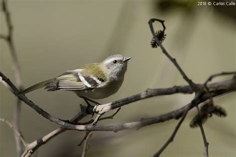 Tiranillo De Ala Bandeada White Banded Tyrannulet Mecocerculus