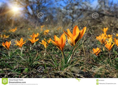 Spring flowers field stock image. Image of plants, yellow - 8518633