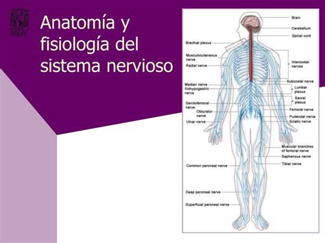 Anatom A Y Fisiolog A Del Sistema Nervioso V Zquez Ian Udocz