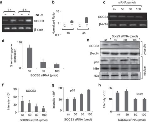 Relationship of SOCS3 with NF κB activation in late phase TNF signaling