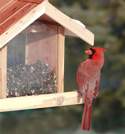 Cardinal At Bird Feeder - Longfellow's Greenhouses