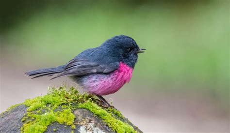 25 Cute Pink Animals Complete List From Land To Sea
