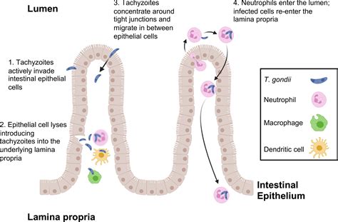 Frontiers From Initiators To Effectors Roadmap Through The Intestine