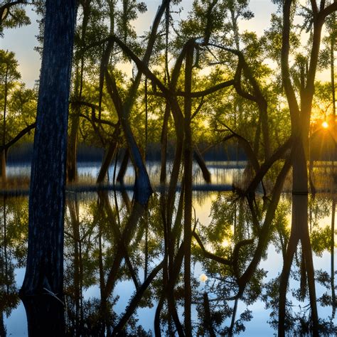 Louisiana Swamp Sunset Graphic · Creative Fabrica