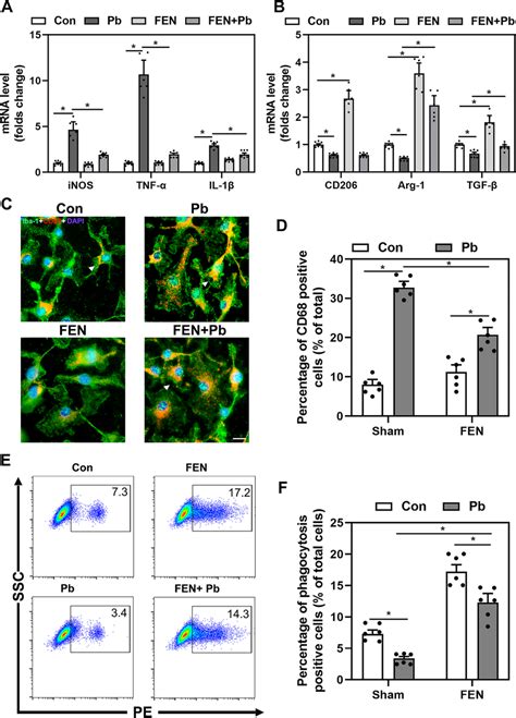 Fenofibrate Mitigated Microglial Inflammatory Response Induced By Pb