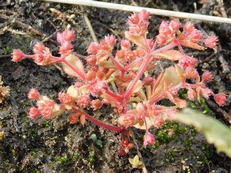 Crassula Strigosa From Greyton South Africa On October