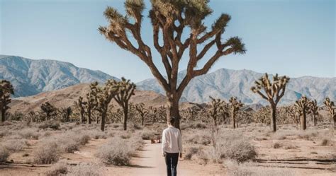 Palm Springs To Joshua Tree Day Trip Itinerary