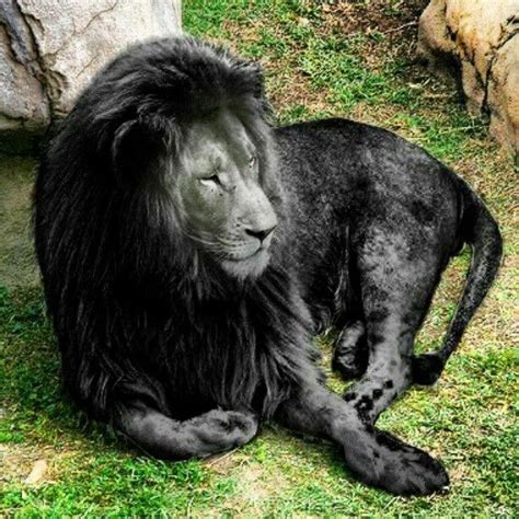 Black Is Beautiful: 27 Stunning Animals With Melanism - I Can Has ...
