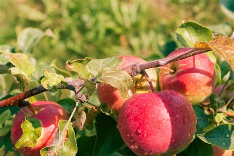 Ripe Red Apples on an Apple Tree; Harvesting, Autumn. Stock Photo ...