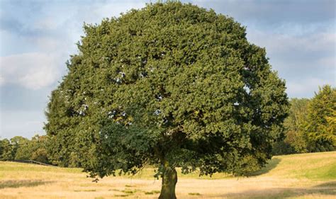 Top 10 Facts About Oak Trees Top 10 Facts Life Style Express Co Uk