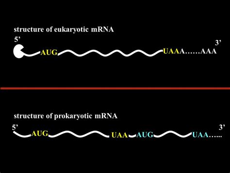 Chapter Twelve Protein Biosynthesis Dnas Rnas Proteins 1 Dna