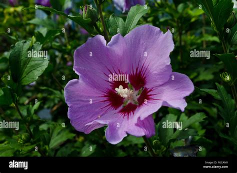 Purple Hibiscus Syriacus Rose Of Sharon Beautiful Purple Flowering