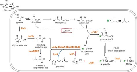 Engineered Pathway For The Production Of High Percentage Branched Chain