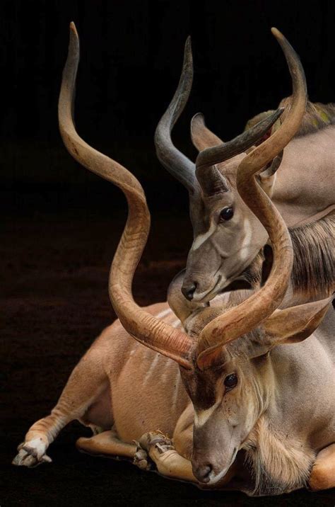 Two Handsome Greater Kudu Antelope With Magnificent Spiral Horns This