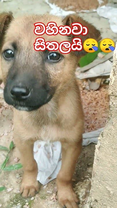 වහිනවා සිතලයි😪😪trending Viral Animals Shorts Youtube