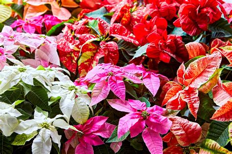 Comment Garder Longtemps Le Poinsettia Apr S No L Astuces De Choc