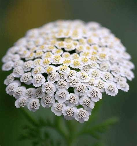 Achillea Millefolium Occidentali Western Yarrow Myseedsco