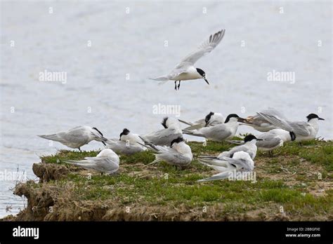 Sandwich Terns Thalasseus Sandvicensis Sterna Sandvicensis Flock