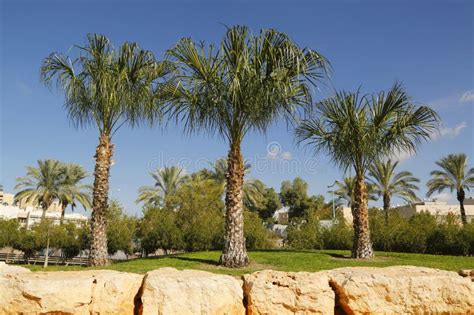 Palm Trees In The Middle East Stock Image Image Of Vegetation Jungle